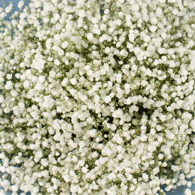 Букет из белых гипсофил N 50455