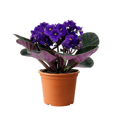 Сенполия Фиалка 280