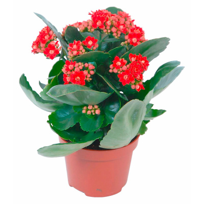 каланхое томсона 880