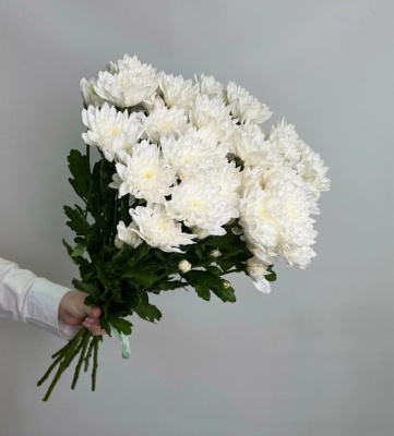 Хризантема кустовая МИКС ПОШТУЧНО N 19